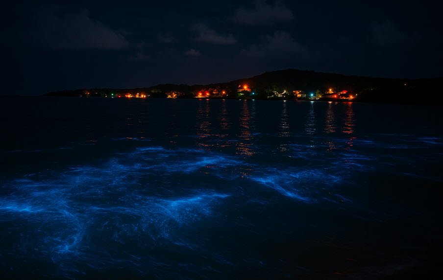 Puerto Mosquito, , Puerto Rico